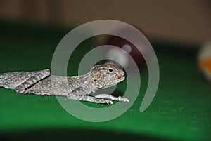 Chameleon reptile from Arab desert