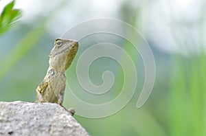 Chameleon on the rock