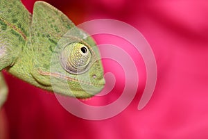 Chameleon and rose