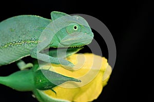 Chameleon and rose