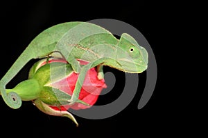 Chameleon and rose