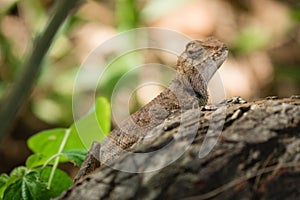 Chameleon in shallow focus