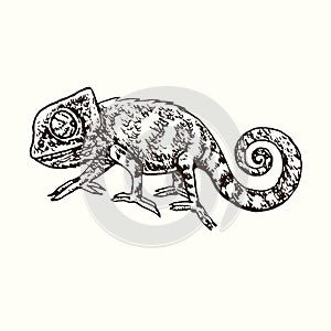 Chameleon side view, hand drawn doodle, drawing in gravure style, sketch illustration