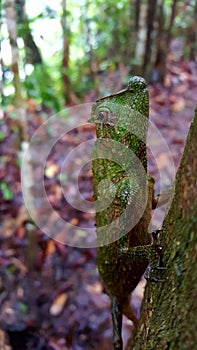 Chameleon in Sinharaja forest