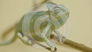 A chameleon sits on a branch and looks around in close up on a white background. Studio shooting of animals. Lizard with