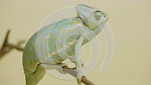 A chameleon sits on a branch and looks around in close up on a white background. Studio shooting of animals. Lizard with