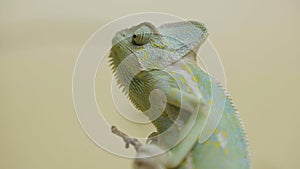 A chameleon sits on a branch and looks around in close up on a white background. Studio shooting of animals. Lizard with