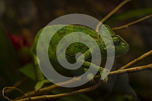 Chameleon is sitting on a branch of a tree. Black background photo
