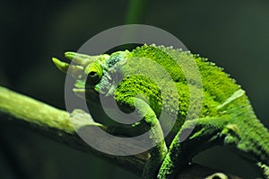 Chameleon Sitting on a Branch