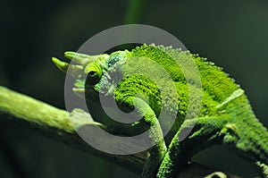 Chameleon Sitting on a Branch photo