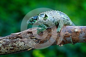 Chameleon sitting on the branch in forest habitat. Exotic beautifull endemic green reptile with long tail from Madagascar.