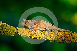 Chameleon sitting on the branch in forest habitat. Exotic beautifull endemic green reptile with long tail from Madagascar. Wildlif