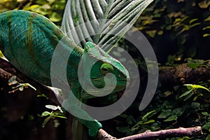 a chameleon is sitting on a brench