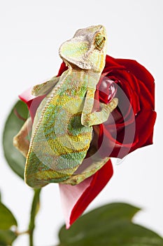 Chameleon sitting on a red rose