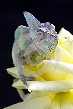Chameleon sitting on a rose