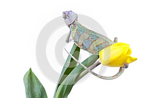 Chameleon sitting on a tulip