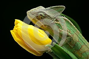 Chameleon sitting on a tulip