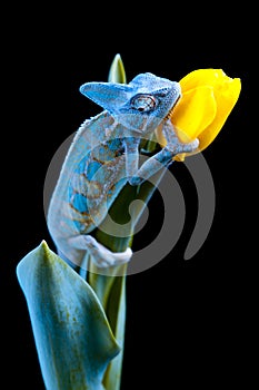 Chameleon sitting on a tulip