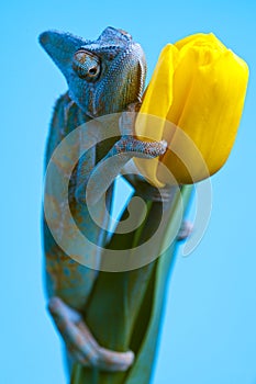 Chameleon sitting on a tulip