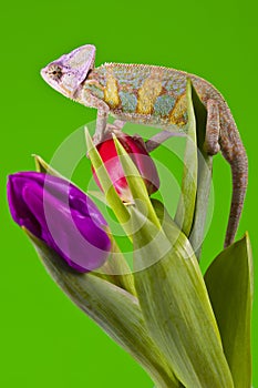 Chameleon sitting on a tulip