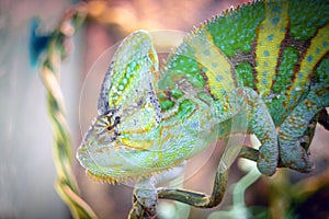 Chameleon is sleeping on a branch.