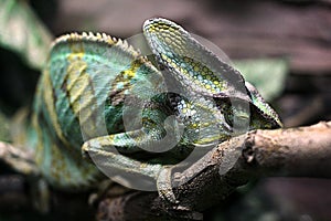 Chameleon sleeping on branch