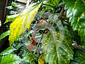 chameleon sleeping on a tree trunk