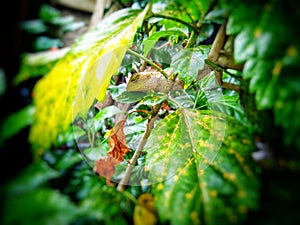 chameleon sleeping on a tree trunk