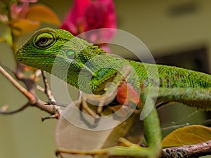 Chameleon is a special taste for various types of lizards that have the ability to change skin color