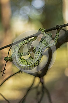 Chameleon in sri lanka