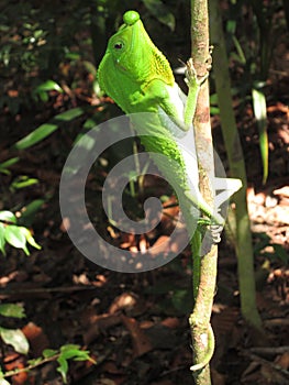 Chameleon Sri Lanka