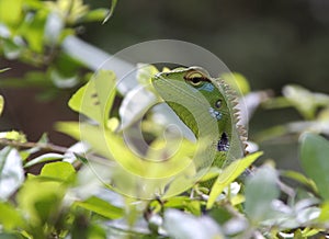 Chameleon in Sri Lanka