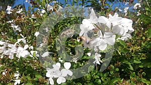 Chameleon stalking a small butterfly