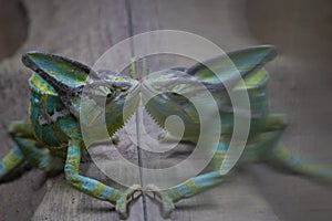Chameleon, stereoscopic vision, Turquoise Blue and Purple