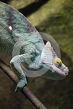 Chameleon, stereoscopic vision, Turquoise Blue and Purple