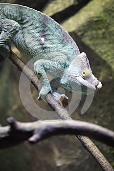 Chameleon, stereoscopic vision, Turquoise Blue and Purple