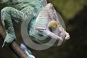 Chameleon, stereoscopic vision, Turquoise Blue and Purple
