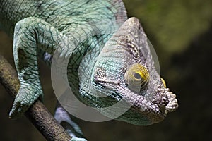 Chameleon, stereoscopic vision, Turquoise Blue and Purple