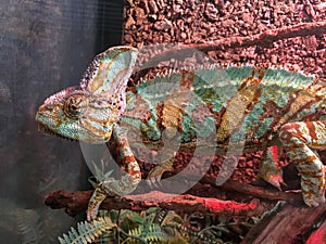 Chameleon on the stick in the terrarium