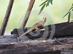 Chameleon is still on the timber Body with long tail scales animal