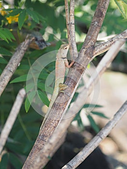 Chameleon is still on the tree Body with long tail scales