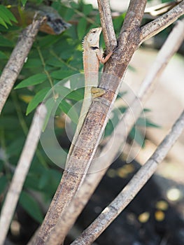 Chameleon is still on the tree Body with long tail scales