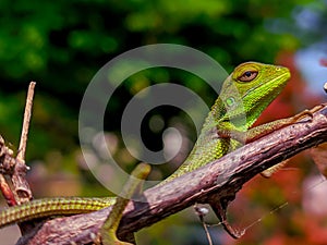 chameleon sunbathing on a thorny tree trunk on a dark background