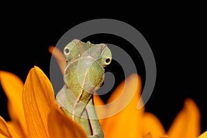 Chameleon and sunflower