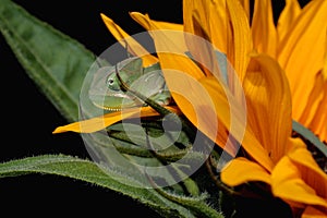 Chameleon and sunflower