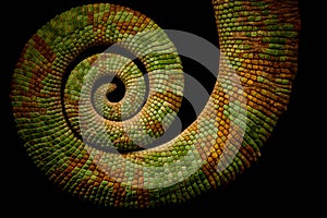 Chameleon tail curled up and isolated on black background