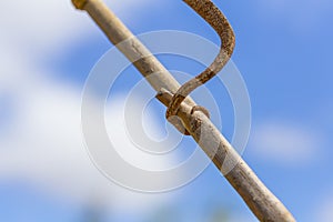 Chameleon tail tied on a branch in a blue sky background