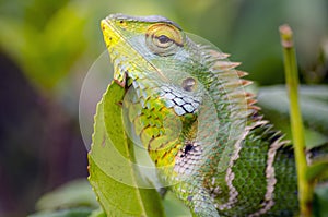 Chameleon and tea in Sri Lanka