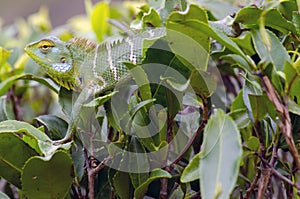 Chameleon and tea in Sri Lanka