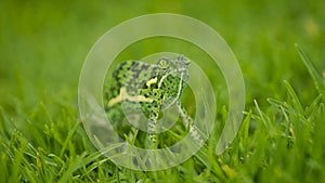 Chameleon in Thick Grass photo
